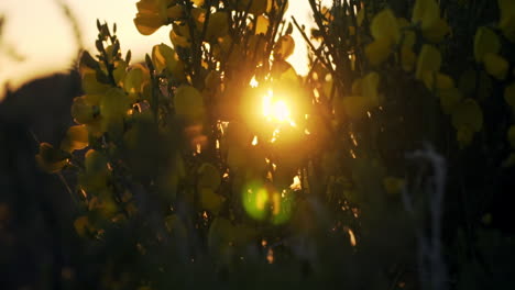 Golden sunset sun shining through yellow flowers and shrub bush, slow motion