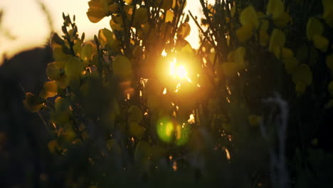 golden sunset sun shining through yellow flowers and shrub bush, slow motion