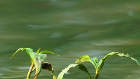 orange dragonfly takes of and lands on green leave, next to river waves