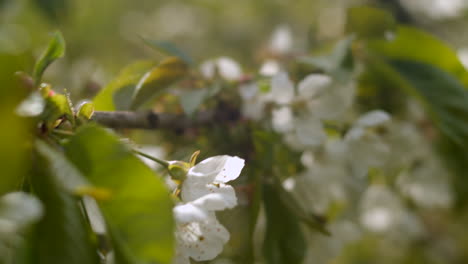 Kirschblütenzweig-In-Voller-Blüte,-Verfolgungsnahaufnahme,-4k