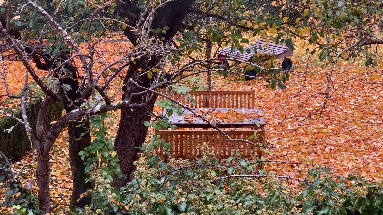 뒤뜰에 나무 벤치 두 개와 데크 의자 스탠드가 있는 테이블과 가을 낙엽이 가득한 땅