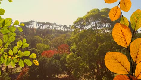 Animation-of-orange-and-green-autumn-leaves-in-park