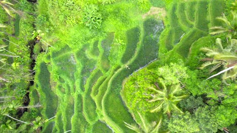 Stunning-Tegallalang-rice-terraces-on-the-island-of-Bali,-Indonesia