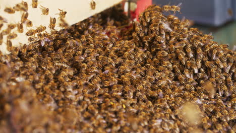 enjambre de abejas entrando en la colmena
