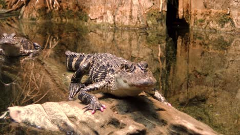 close up of a crocodile with pink nails sitting on a log in a zoo enclosure