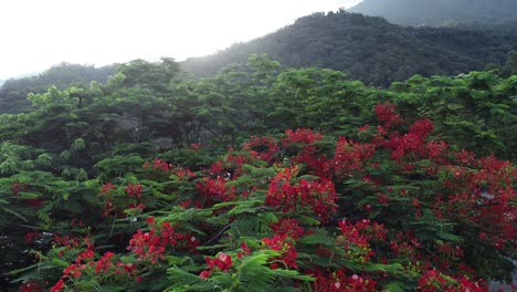 hermosa poinciana real roja o flor extravagante (delonix regia) al amanecer después de la lluvia