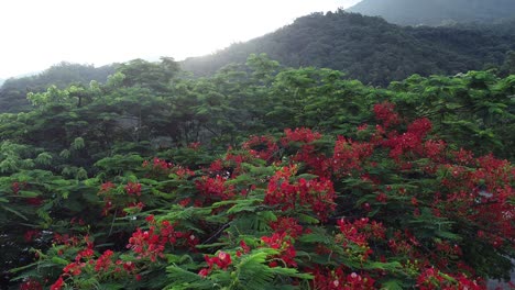 beautiful red royal poinciana or flamboyant flower (delonix regia) in sunrise after rain