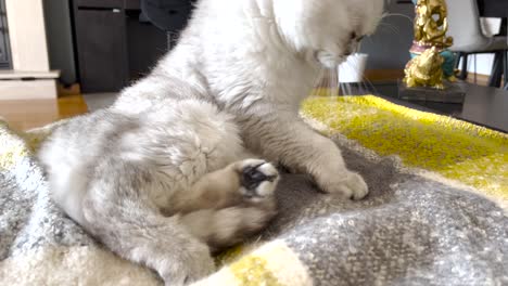 White-British-kitten-lying-on-the-couch,-yawns,-stretches,-and-stands-up,-looking-very-cute-and-relaxed