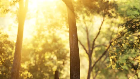 sunbeams pour through trees in misty forest