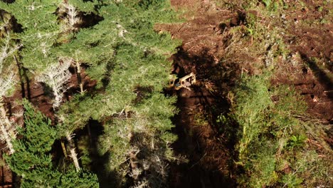 Logging-skidder-pulling-out-big-pine-tree-through-dirt-path,-aerial