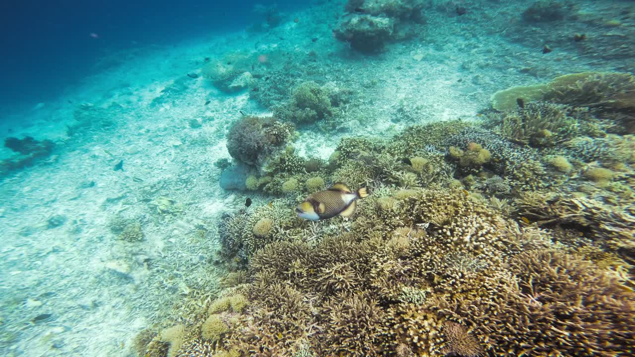el pez gatillo titán nada sobre un animado arrecife de coral en las aguas cristalinas de raja ampat, indonesia