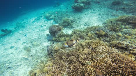 titan triggerfish swims over a lively coral reef in the crystal-clear waters of the raja ampat, indonesia