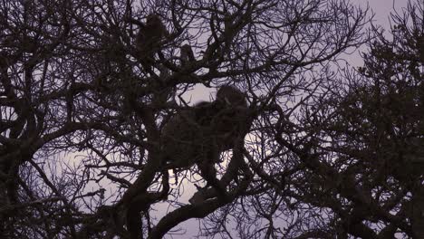 Chacma-baboons-silhouetted-against-the-night-sky-with-juveniles-playing