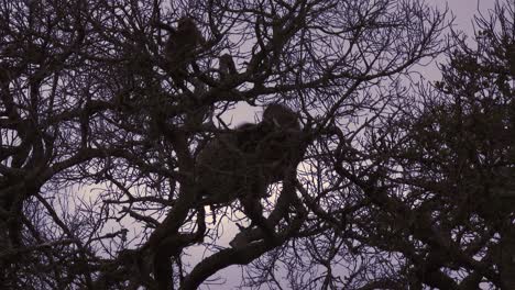chacma baboons silhouetted against the night sky with juveniles playing