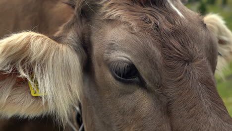 Slow-motion-close-up-of-a-Swiss-cow-chewing-cud-in-a-green-meadow