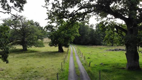 Aerial-shot-of-narrow-gravel-road,-sessile-oak-trees-and-green-grass