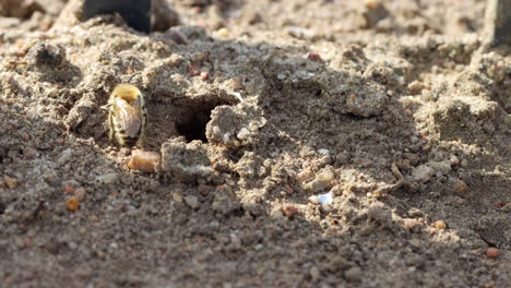 Einige-Sandbienen-Fliegen-Um-Den-Eingang-Zum-Bau-Herum