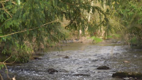 Calm-stream-flowing-through-verdant-foliage-at-Old-Mellifont-Abbey,-Ireland,-captured-with-a-vintage-lens