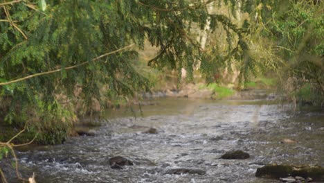 un tranquilo arroyo que fluye a través del verdoso follaje en la antigua abadía de mellifont, irlanda, capturado con una lente vintage