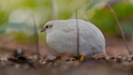 a curious white round chinese king quail bird stands still on the ground looking around at the environment among a few small green plants