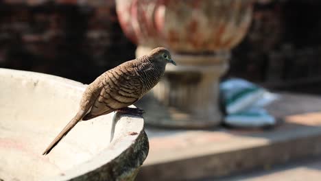 bird perched on tub, looking around