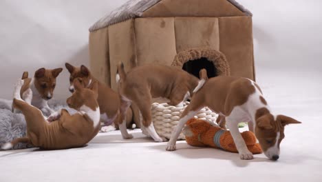 basenji siblings in front of dog house have fun and play in slow motion