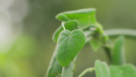 Close-up-of-Cyclea-barbata-leaves-on-a-vine-for-making-grass-jelly