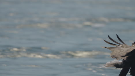 eagle catching fish in the ocean in canada