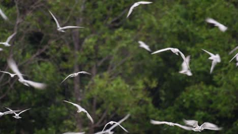 los charranes son aves marinas que se pueden encontrar en todo el mundo en el mar, ríos y otros cuerpos de agua más amplios