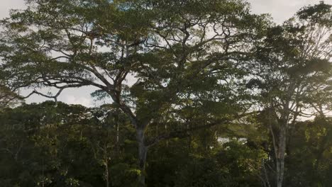 lush rainforest trees at amazon river in ecuador - aerial drone shot