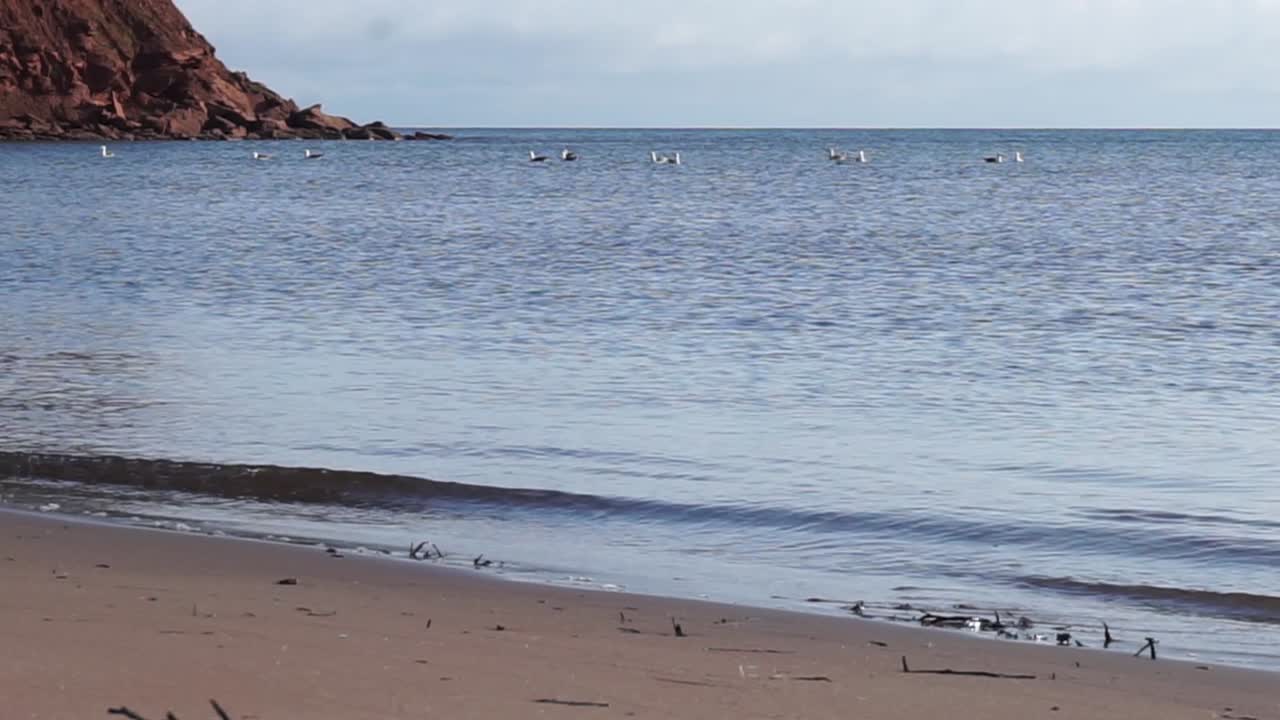 해변과 절벽 근처의 물 위에 떠 있는 갈매기