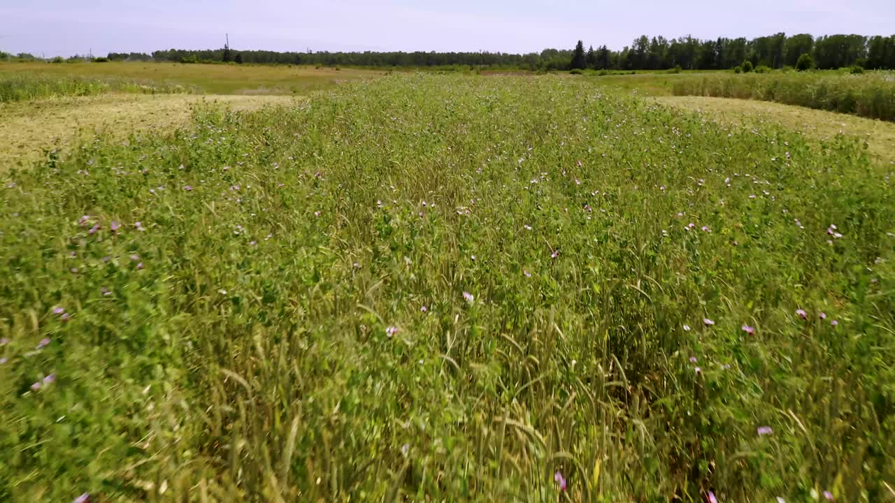 exuberantes cultivos en crecimiento en los campos bajo el cielo soleado en el campo