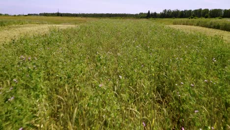 Lush-Growing-Crops-On-Fields-Under-Sunny-Sky-At-Countryside