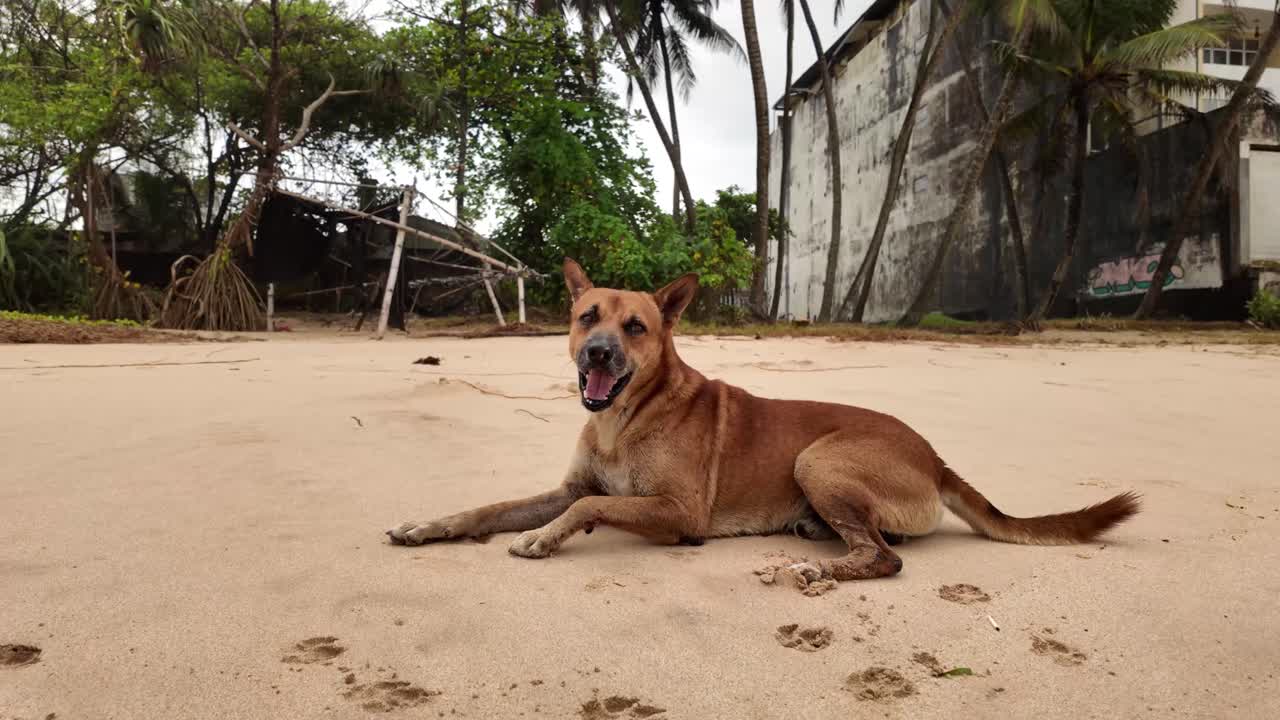 Friendly dog pet animal relaxing sleepy on the beach of South Sri Lanka