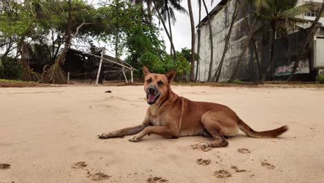 friendly dog pet animal relaxing sleepy on the beach of south sri lanka