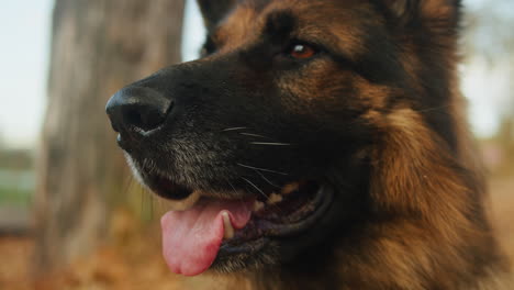 german shepherd close-up