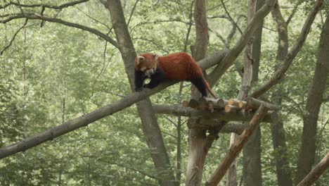 red panda walking on a branch in the gdańsk zoo - low angle shot