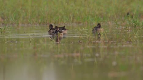 beautiful ducks preening in water