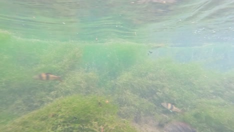 underwater river scene