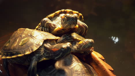 acurrucadas una encima de la otra, una pila de tortugas están tendidas en un montículo hecho por el hombre dentro de una jaula en un zoológico en bangkok, tailandia