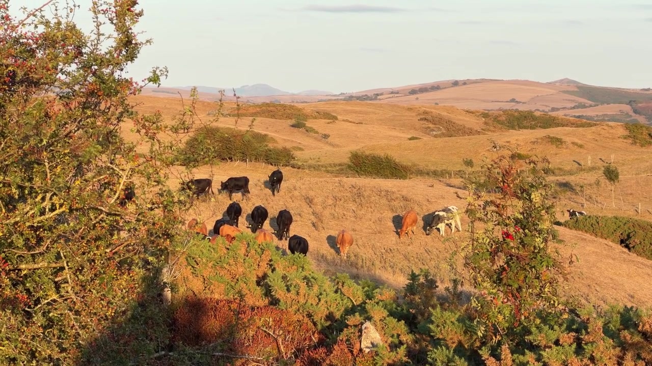 Bovini al pascolo libero in un campo in Galles, produzione lattiero-casearia, natura eco-compatibile