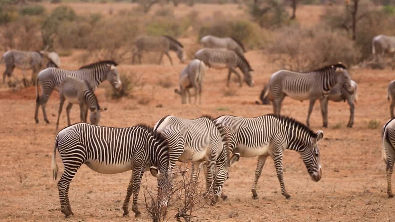 Enorme mandria di zebre cammina e pascola in una calda giornata estiva nelle terre aride del Kenya, Africa.