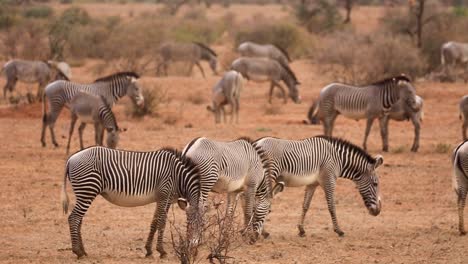 huge herd of zebras walk and graze on a hot summer day in the drylands of kenya, africa