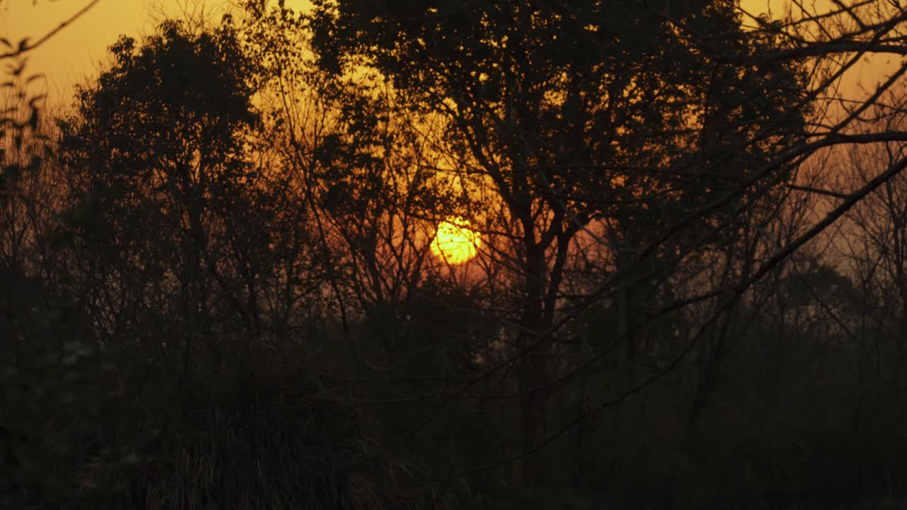 Close-up of Vibrant Sunset Through Forest Silhouette