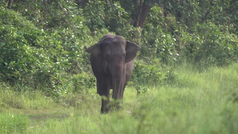 Ein-Elefant,-Der-In-Den-Hohen-Dschungelgräsern-Des-Chitwan-Nationalparks-In-Nepal-Spaziert