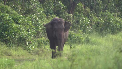 an elephant walking in the tall jungle grasses of the chitwan national park in nepal