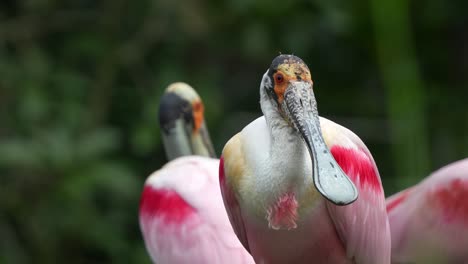 exótico pico de cuchara rosado, platalea ajaja con un llamativo plumaje rosado, posado estacionario, mirando fijamente a la cámara, fotografía de cerca de una gran especie de pájaro vadeador