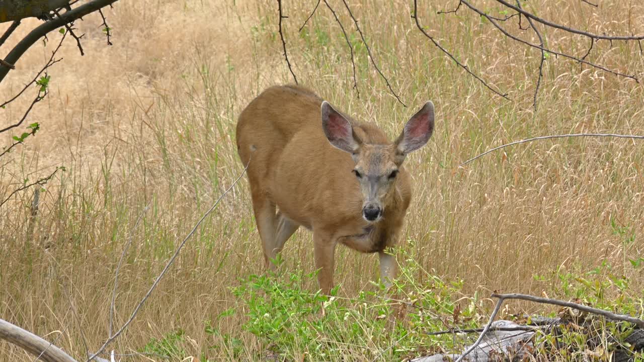 encuentro gracioso con la vida silvestre: ciervos en las praderas del lago du bois cerca de kamloops
