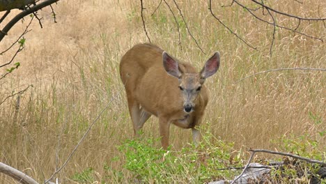 Graceful-Wildlife-Encounter:-Deer-in-Lac-Du-Bois-Grasslands-near-Kamloops