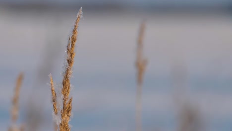 snow has fallen on the dry grass